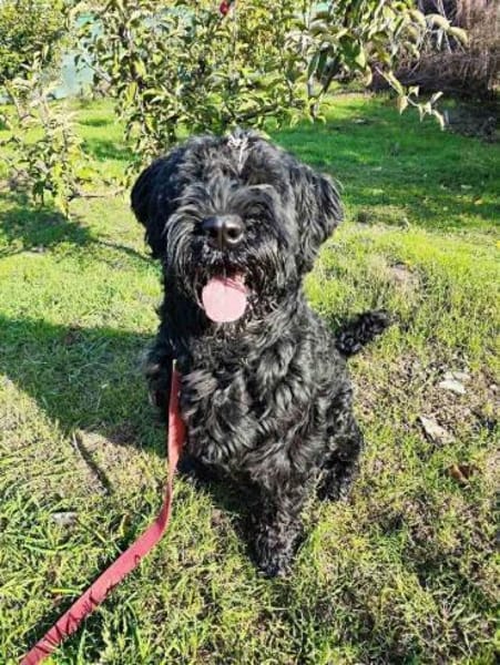 Archie sucht sein Kuschel-Zuhause!