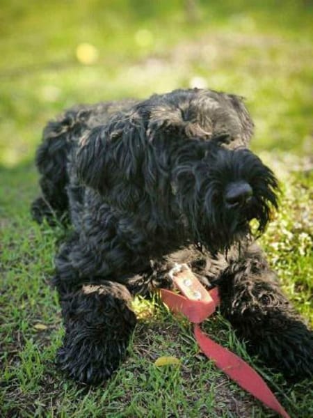 Archie sucht sein Kuschel-Zuhause!