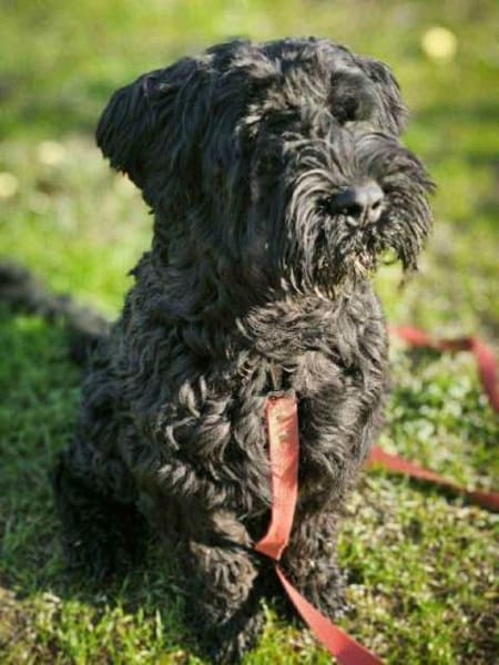 Archie sucht sein Kuschel-Zuhause!