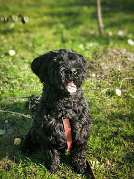 Archie sucht sein Kuschel-Zuhause!