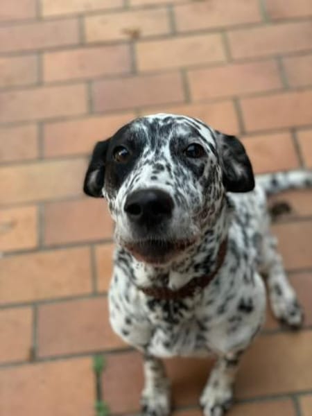 Elsa verschmust,lebensfr. Dalmatinerin