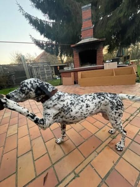 Elsa verschmust,lebensfr. Dalmatinerin