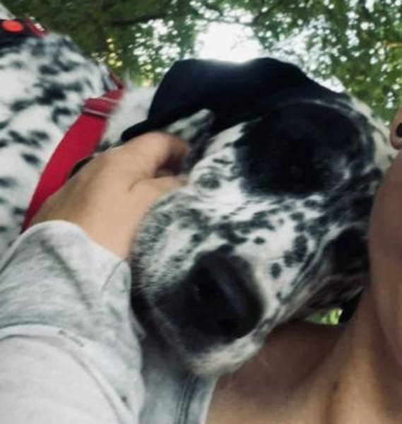 Elsa verschmust,lebensfr. Dalmatinerin