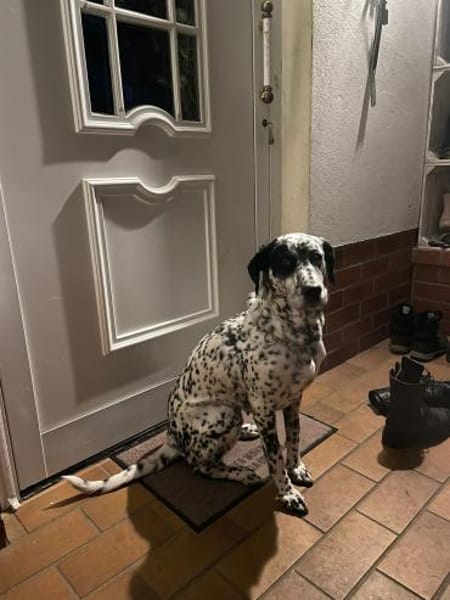 Elsa verschmust,lebensfr. Dalmatinerin