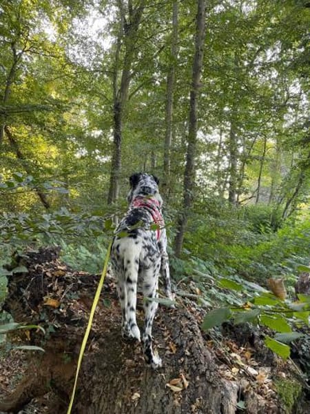 Elsa verschmust,lebensfr. Dalmatinerin