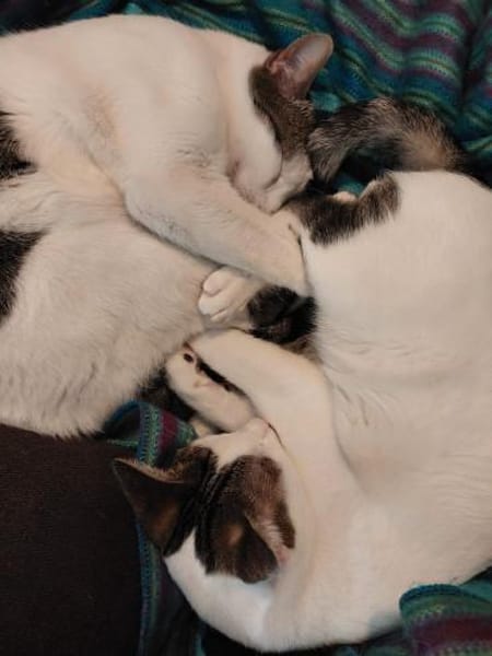 Caspar und Milo /Virneburg(ALO)