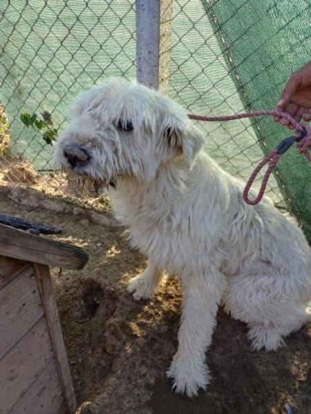 VICKY - Wuschel sucht Zuhause