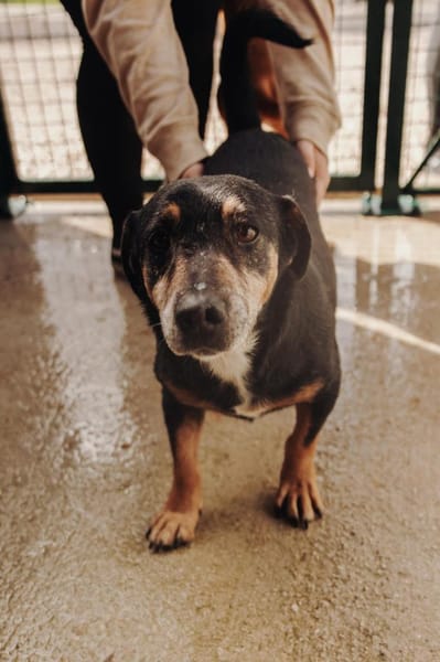 Jazi Herzenshund auf der Suche