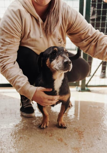 Jazi Herzenshund auf der Suche