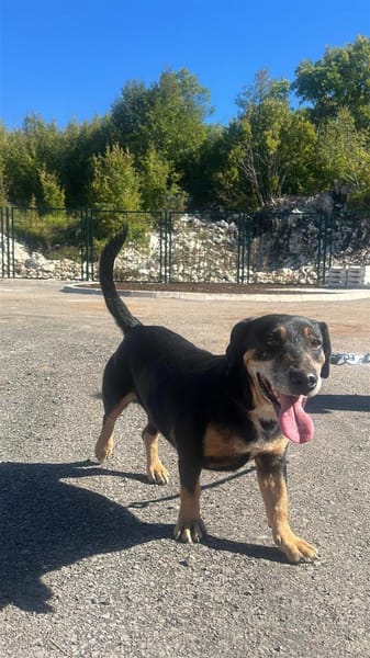 Jazi Herzenshund auf der Suche