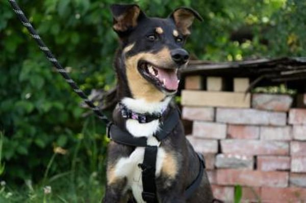 Mary sucht ganz dringend ihr Puzzlestück