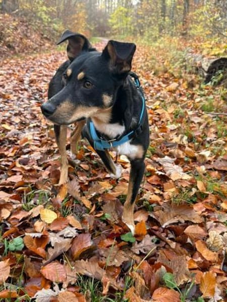 Mary sucht ganz dringend ihr Puzzlestück