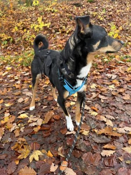 Mary sucht ganz dringend ihr Puzzlestück