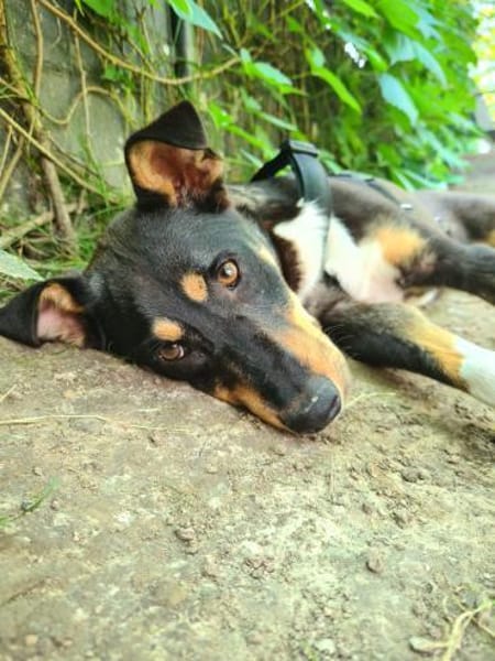 Mary sucht ganz dringend ihr Puzzlestück
