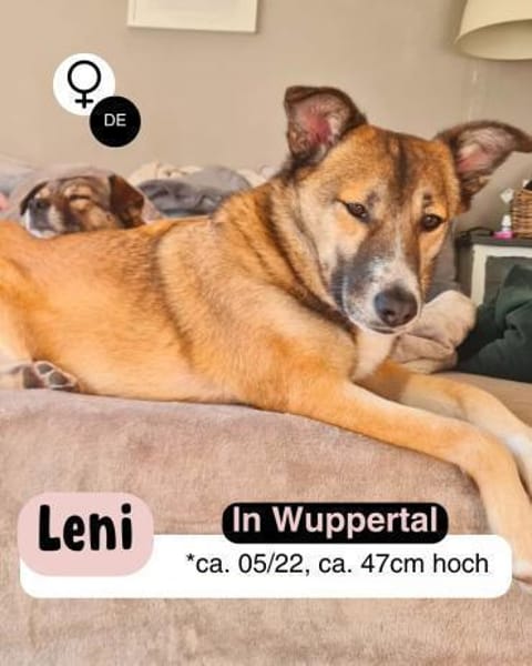 Liebevolle LENI sucht neues Zuhause