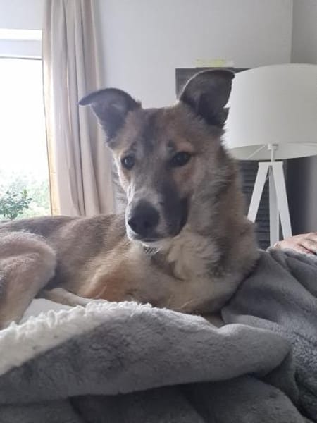 Liebevolle LENI sucht neues Zuhause