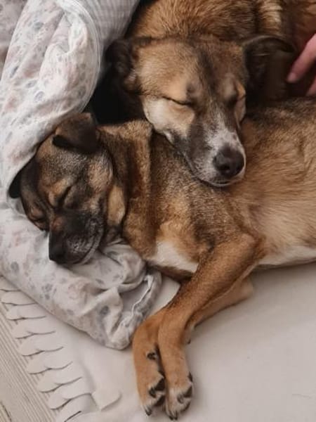 Liebevolle LENI sucht neues Zuhause