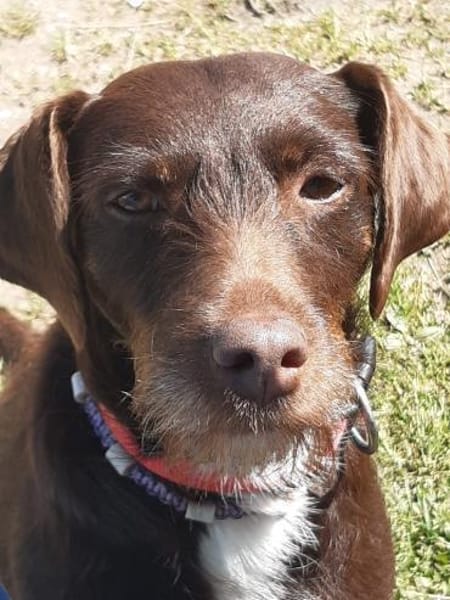 Lilli sucht Zuhause als Einzelprinzessin