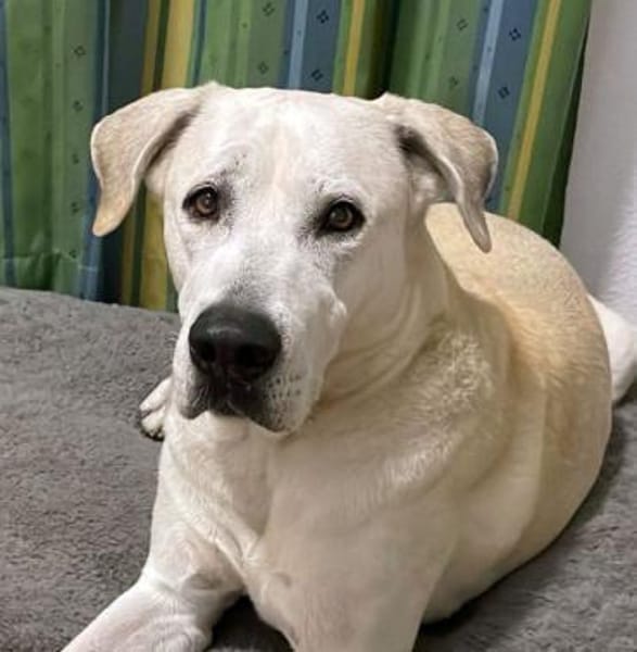 Murray sucht ein Zuhause als Einzelprinz