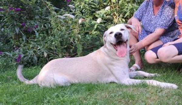 Murray sucht ein Zuhause als Einzelprinz