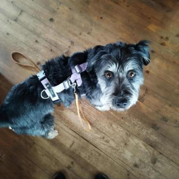 Hübsche Rosi braucht Hilfe!