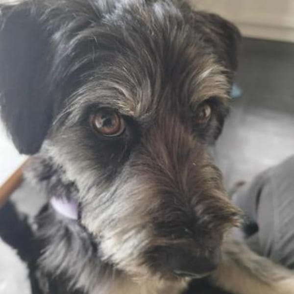 Hübsche Rosi braucht Hilfe!