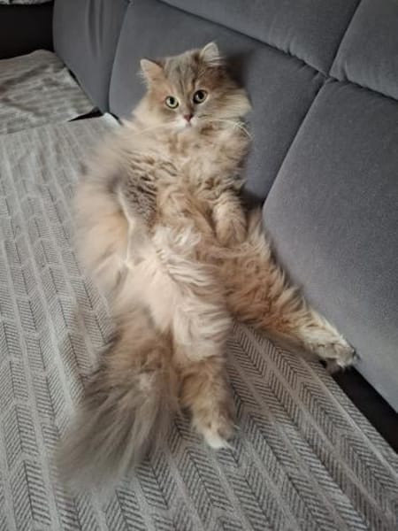 *reserviert* Wuschel Bubi in München