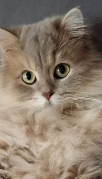 *reserviert* Wuschel Bubi in München