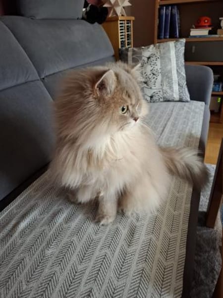 *reserviert* Wuschel Bubi in München