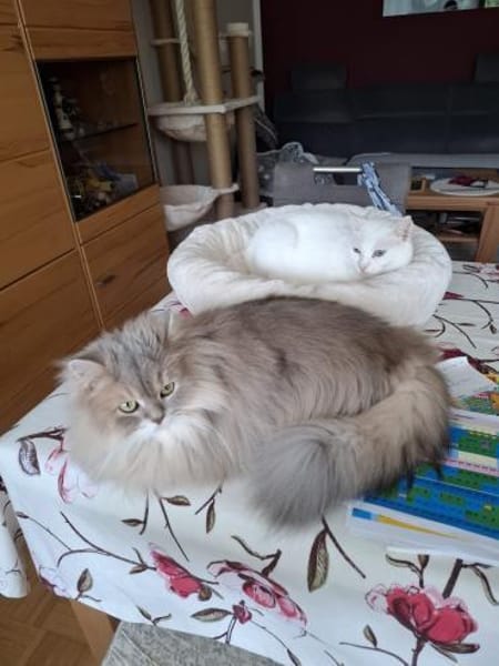 *reserviert* Wuschel Bubi in München