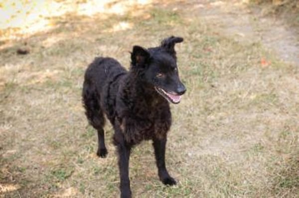 Sanfte Seele Nees sucht ihre Menschen