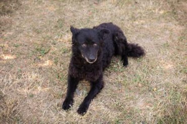 Sanfte Seele Nees sucht ihre Menschen