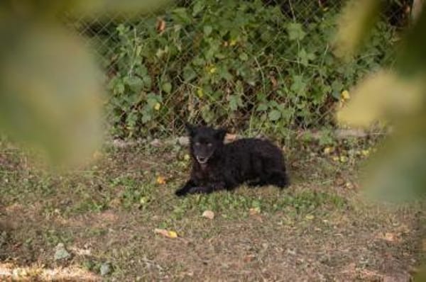 Sanfte Seele Nees sucht ihre Menschen