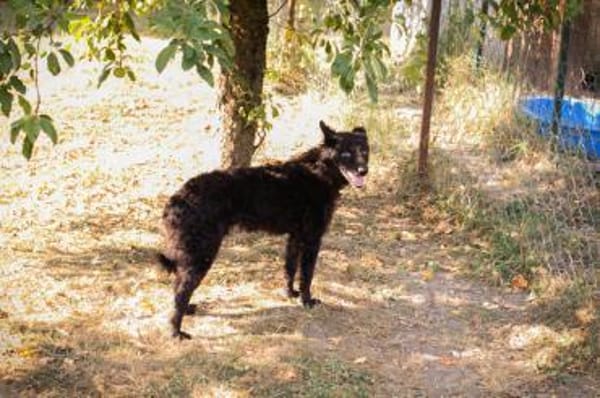 Sanfte Seele Nees sucht ihre Menschen