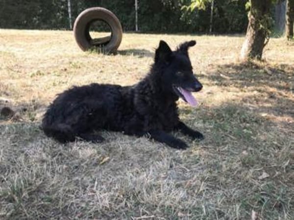 Sanfte Seele Nees sucht ihre Menschen