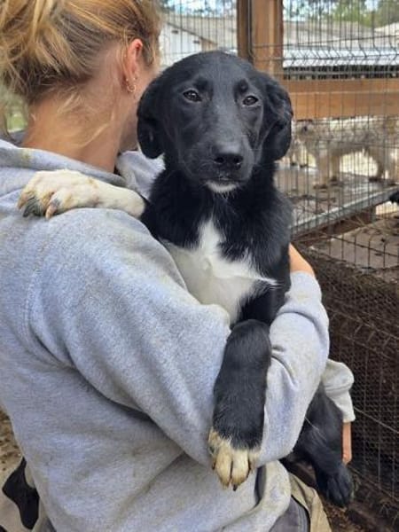 ROSA-ein echter Sonnenschein auf 4Pfoten