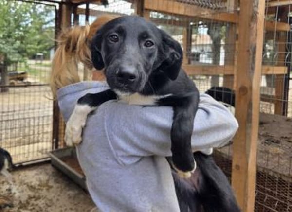 ROSA-ein echter Sonnenschein auf 4Pfoten