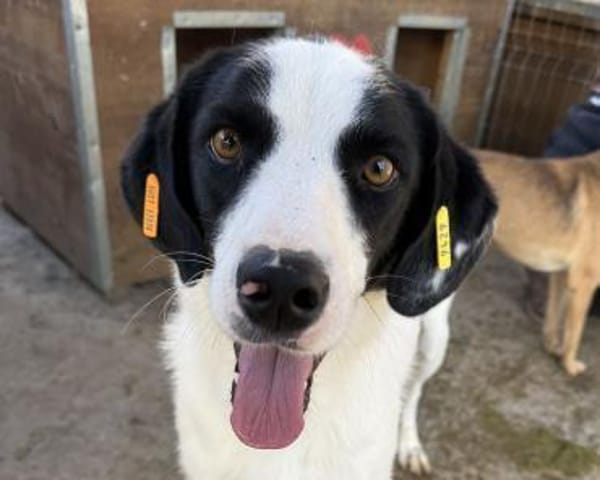 NEISHA-wunderschöne Hündin, 61 cm