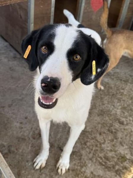 NEISHA-wunderschöne Hündin, 61 cm