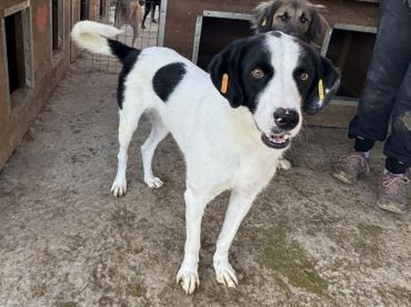 NEISHA-wunderschöne Hündin, 61 cm