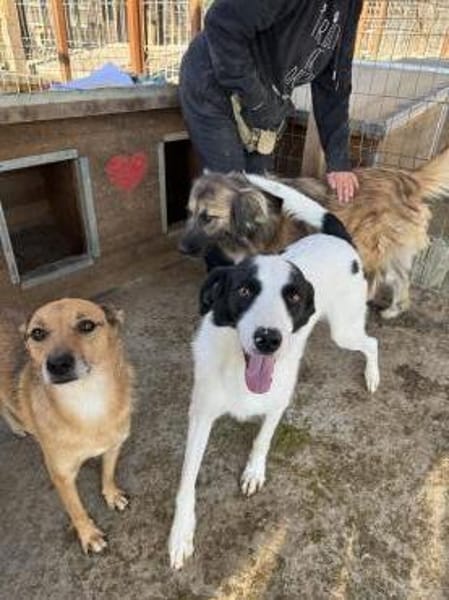 NEISHA-wunderschöne Hündin, 61 cm