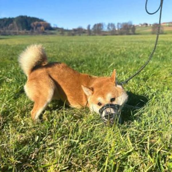 Fiete - ist meinungsstark