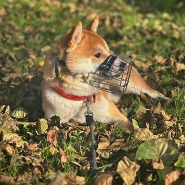 Fiete - ist meinungsstark
