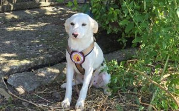 Kimi sucht ihr Zuhause