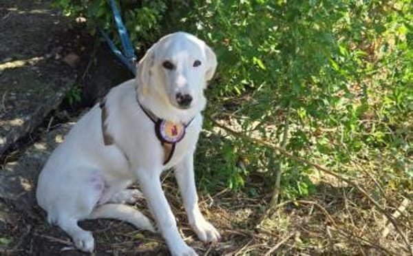 Kimi sucht ihr Zuhause