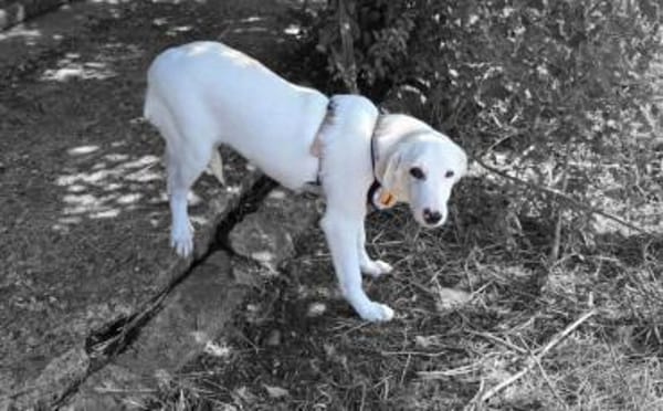 Kimi sucht ihr Zuhause