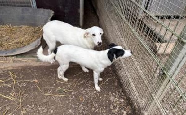 Kimi sucht ihr Zuhause