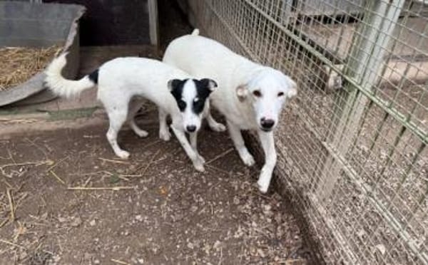 Kimi sucht ihr Zuhause