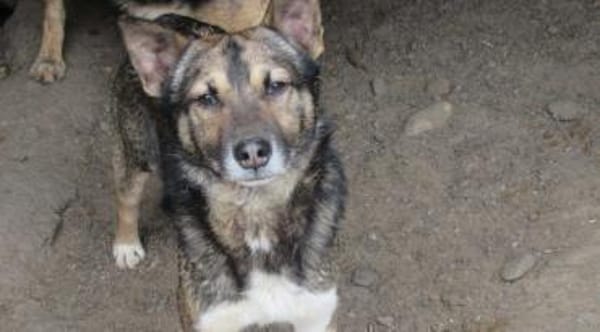 Ben - Der Interessierte 🐾