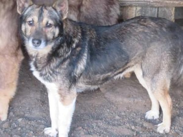 Ben - Der Interessierte 🐾